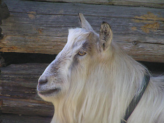 Image showing Grey goat posing