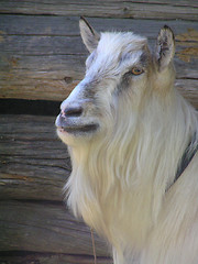 Image showing Goat listening alert