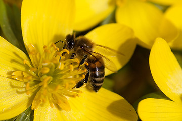 Image showing bee