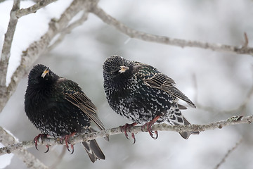 Image showing pair of starlings