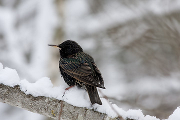 Image showing starling in snow