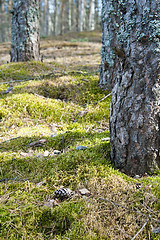 Image showing Trunks of pines in a wood, a close up