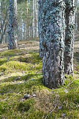 Image showing Trunks of pines in a wood, a close up