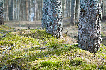 Image showing Trunks of pines in a wood, a close up