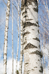 Image showing Stems was bustling with early spring 