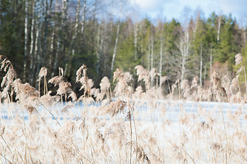 Image showing Landscape at the forest lake early spring 