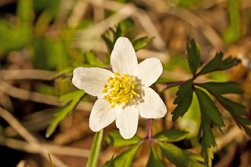 Image showing anemone