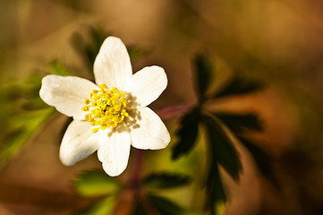 Image showing anemone