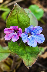 Image showing lungwort