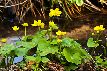 Image showing cowslip