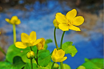 Image showing cowslip