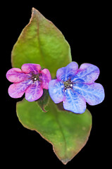 Image showing lungwort