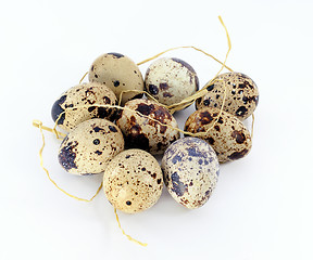 Image showing Quail eggs