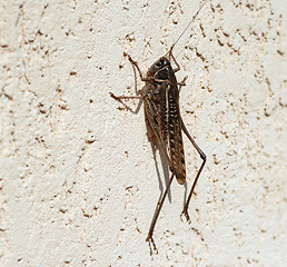 Image showing Locust