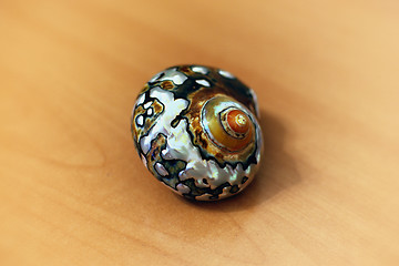 Image showing Perl seashell