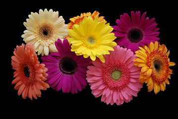 Image showing Gerbera on black