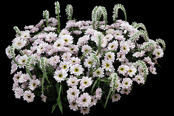 Image showing White chrysanthemums on black