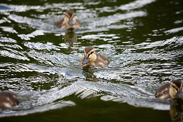 Image showing Little duckings
