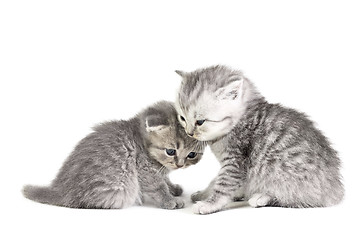 Image showing Two little kittens