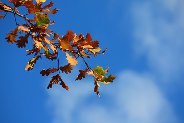 Image showing Colored leafs on tree on a blue clouded sky background