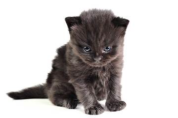 Image showing Little kitten sitting