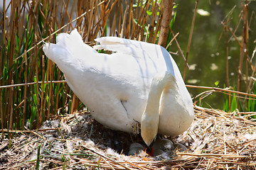 Image showing Swan at a nest