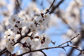 Image showing Flowering apricot