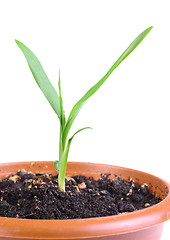 Image showing Little green sprout in a flowerpot