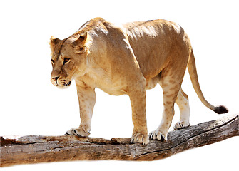 Image showing Lioness on a log