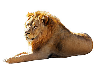 Image showing Big lion isolated