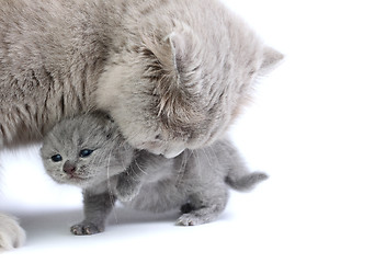 Image showing Little kitten with mother