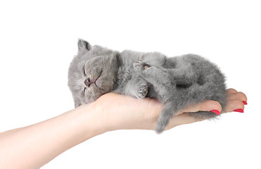 Image showing Little kitten in the hands