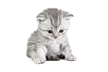 Image showing Little kitten sitting