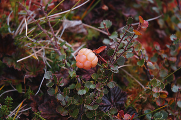 Image showing Cloudberry