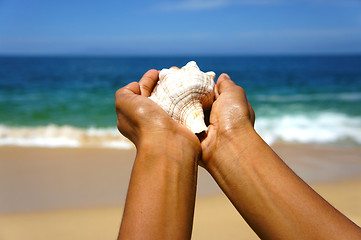 Image showing Seashell