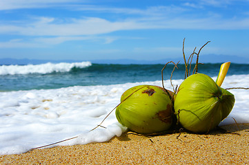 Image showing Coconut