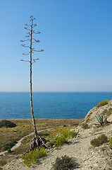 Image showing Agave