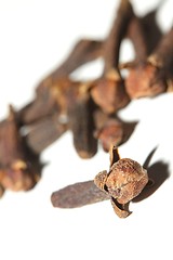 Image showing cloves in front of a white background