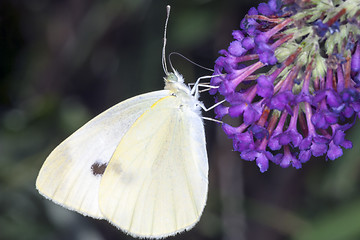 Image showing butterfly resting on a leaf