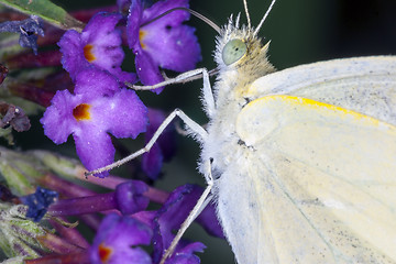 Image showing butterfly resting on a leaf