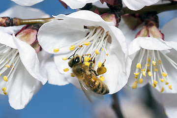 Image showing Apis Mellifica