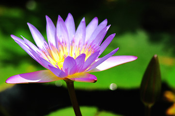 Image showing Water lily 