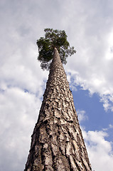 Image showing High pine tree on background of cloudy sky 
