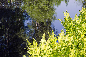 Image showing Ferns and trees growing on lake shore in spring 