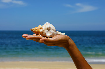 Image showing Seashell