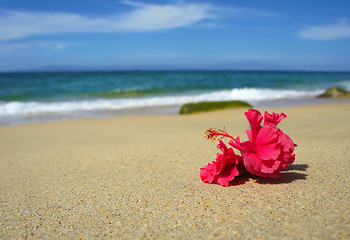 Image showing Tropical Beach Flower