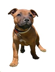 Image showing puppy staffordshire bull terrier