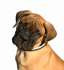 Image showing puppy Bull Mastiff