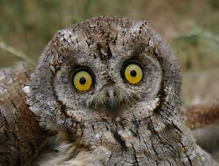 Image showing Little Owl