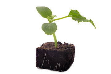 Image showing cucumber seedling